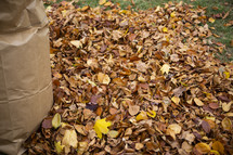 Bagging up fall leaves