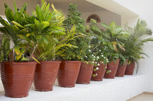 row of potted plants on a balcony 