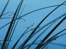 Dew Drops on blades of grass on a nearby lake.