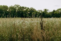 tall grasses and flowers in a field 