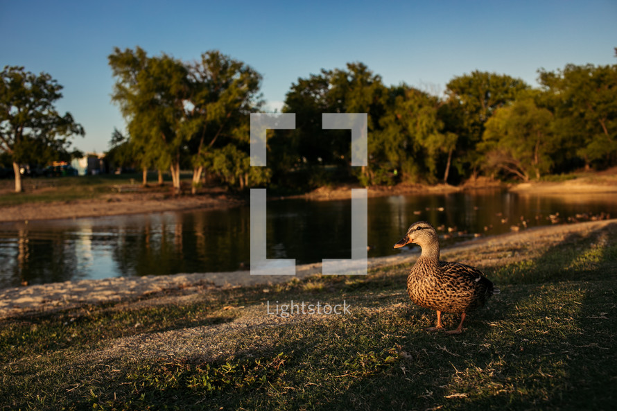 mallard duck on a lake shore 