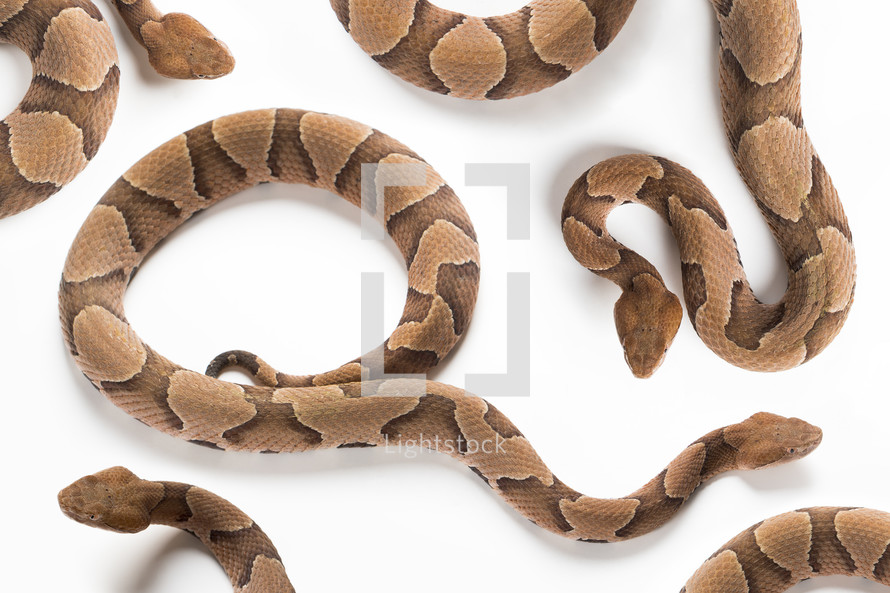 Copperhead Snake on a White Background