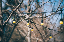 Yard lights on tree branches