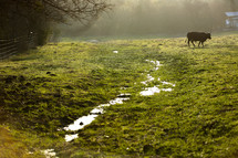 A black cow grazing in the early morning by a small stream in a misty green pasture. 