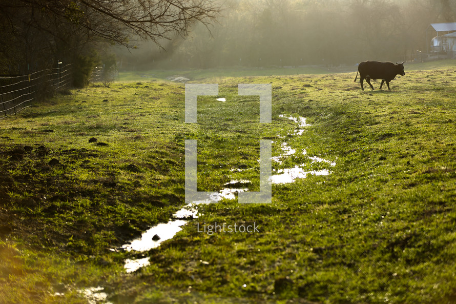A black cow grazing in the early morning by a small stream in a misty green pasture. 