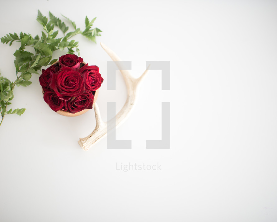 red roses and antler 