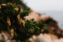 cones on a fir tree 