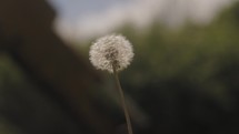 Dandelion plant seeds, garden footage, close-up macro video, plants and flowers