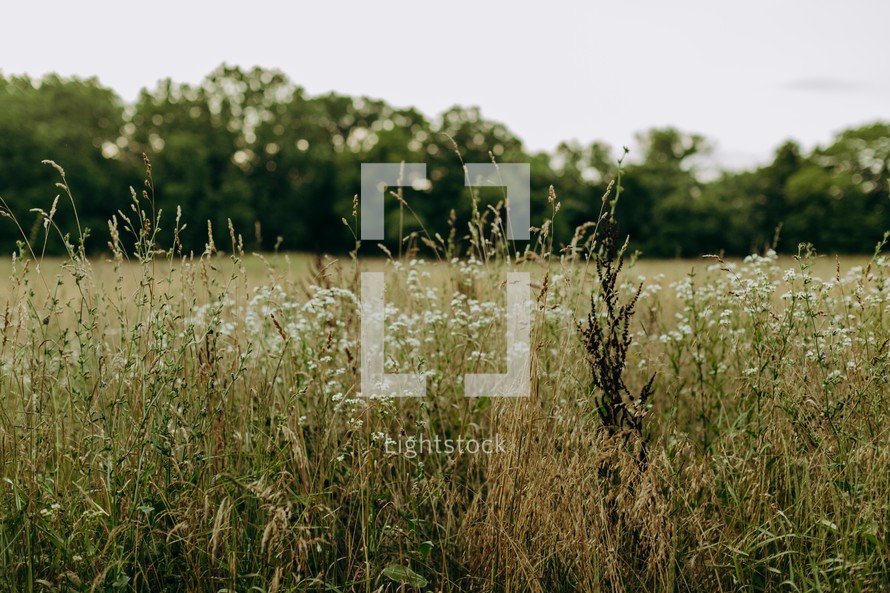 tall grasses and flowers in a field 