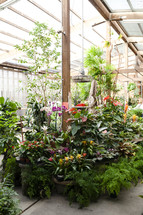tropical plants in a greenhouse 