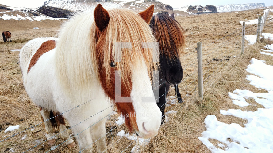 Icelandic horses are very unique creatures for the Iceland