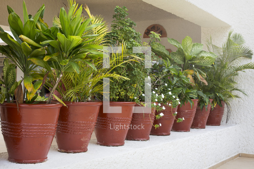 row of potted plants on a balcony 