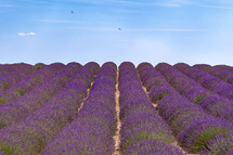 fields of lavender 