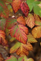 red and green leaves on a plant 