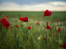 field of red poppy flowers 