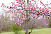 pink spring blossoms 