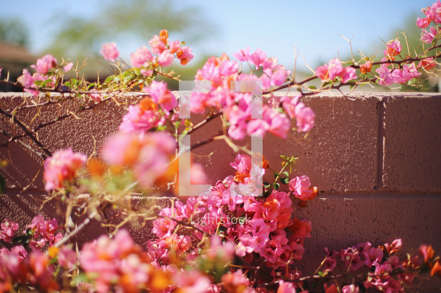 brick wall with thorny roses