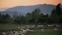 Man herding sheep across a meadow near mountains at dusk.