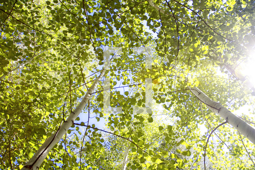 Aspen trees  filled with sunlight in the Colorado Rocky Mountains.