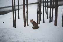 fox in snow 