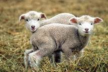 lambs 