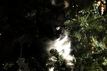a cat in a Christmas tree 