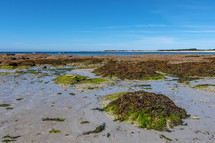 seaweed and rocks on a beach 