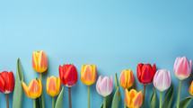 Colorful tulips on a blue background. 