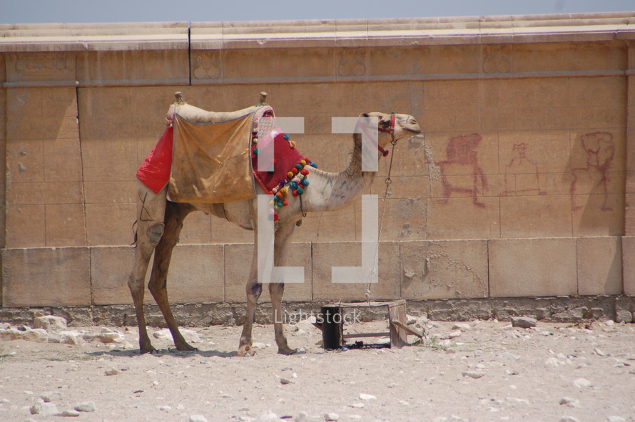 a camel in Egypt 