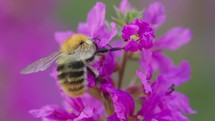 Bee on purple loosestrife flower, macro insect in summer