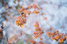 berries on a branch 