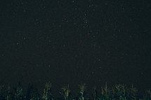 stars in a night sky over a corn field 