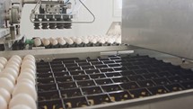 Machine sorting large amounts of fresh eggs in a chicken farm