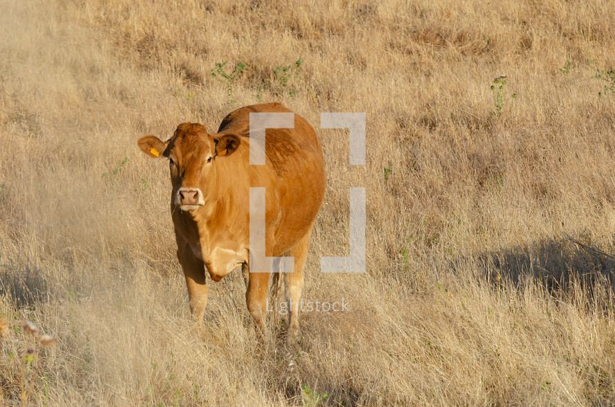 brown cow 