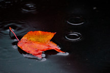 orange leaf floating on water