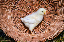 baby chick in a basket 