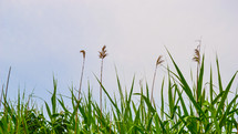 Stalks of Grass