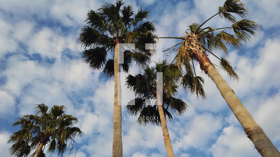 A group of rising palm trees reach out to the sky from an upward glance against a blue and white cloudy sky during a tropical summer day. 