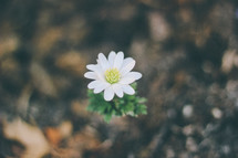 A lone white flower.