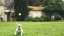 Super slow motion of a white dog catching a tennis ball