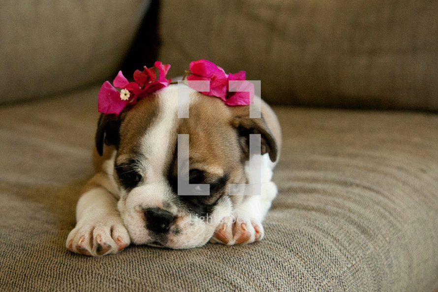 english bulldog puppy with flowers 
