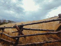 tall brown grasses and fence in Utah 