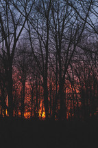 sunset through bare winter trees 