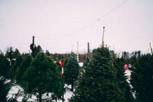 Christmas tree lot 