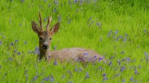 Young Male Deer lying in flower field during sunny day in spring 