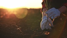 Farmer gloved hands plant grass in ground and bury it. Newly planted plant in chernozem. Gardening. Planting fresh herbs on fruitful soil in garden on bed. Taking care nature addition living world.