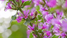 Honey bee on pink flowers on sunny day
