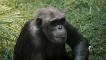 Adult Chimpanzee Relaxing On The Grass Ground. Close up	