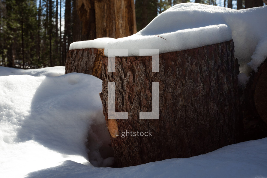 Cut tree trunks covered in snow