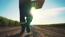 A farmer carries an empty wooden box at sunset in a field. Harvest concept. A male worker walks through a sunny field with a harvest box.